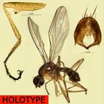 Sepsidae-000006-kyanyamaensis