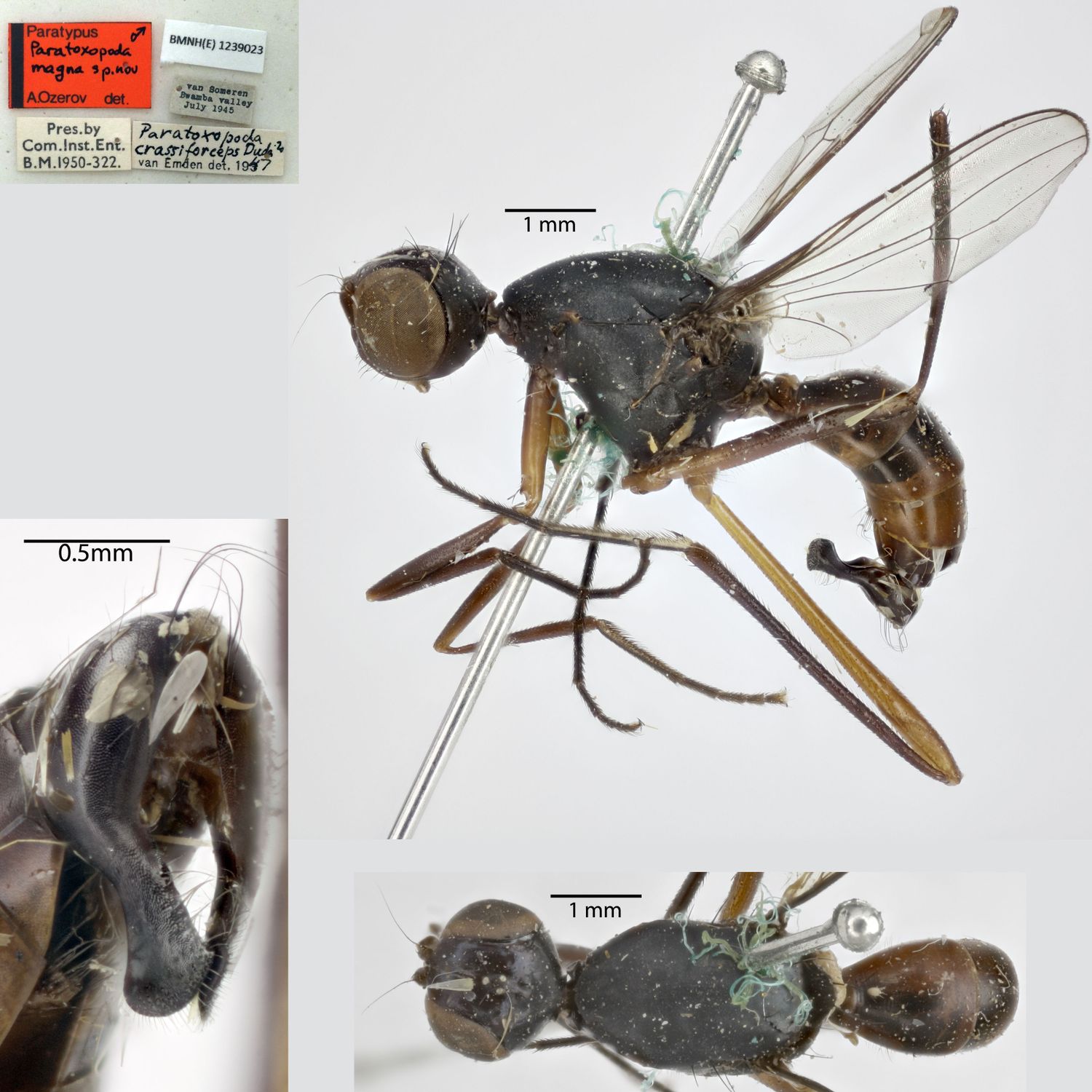 Specimen Photo Medium Resolution