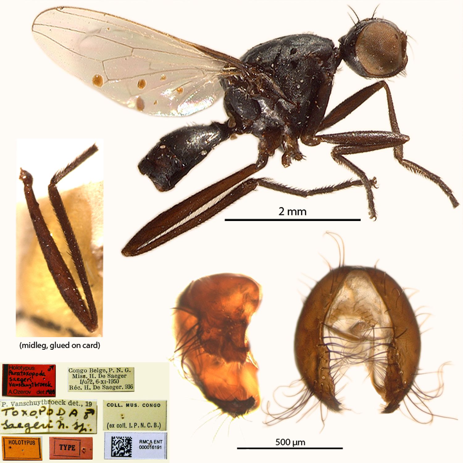 Specimen Photo Medium Resolution