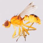 Sepsidae-000221-dissimilis