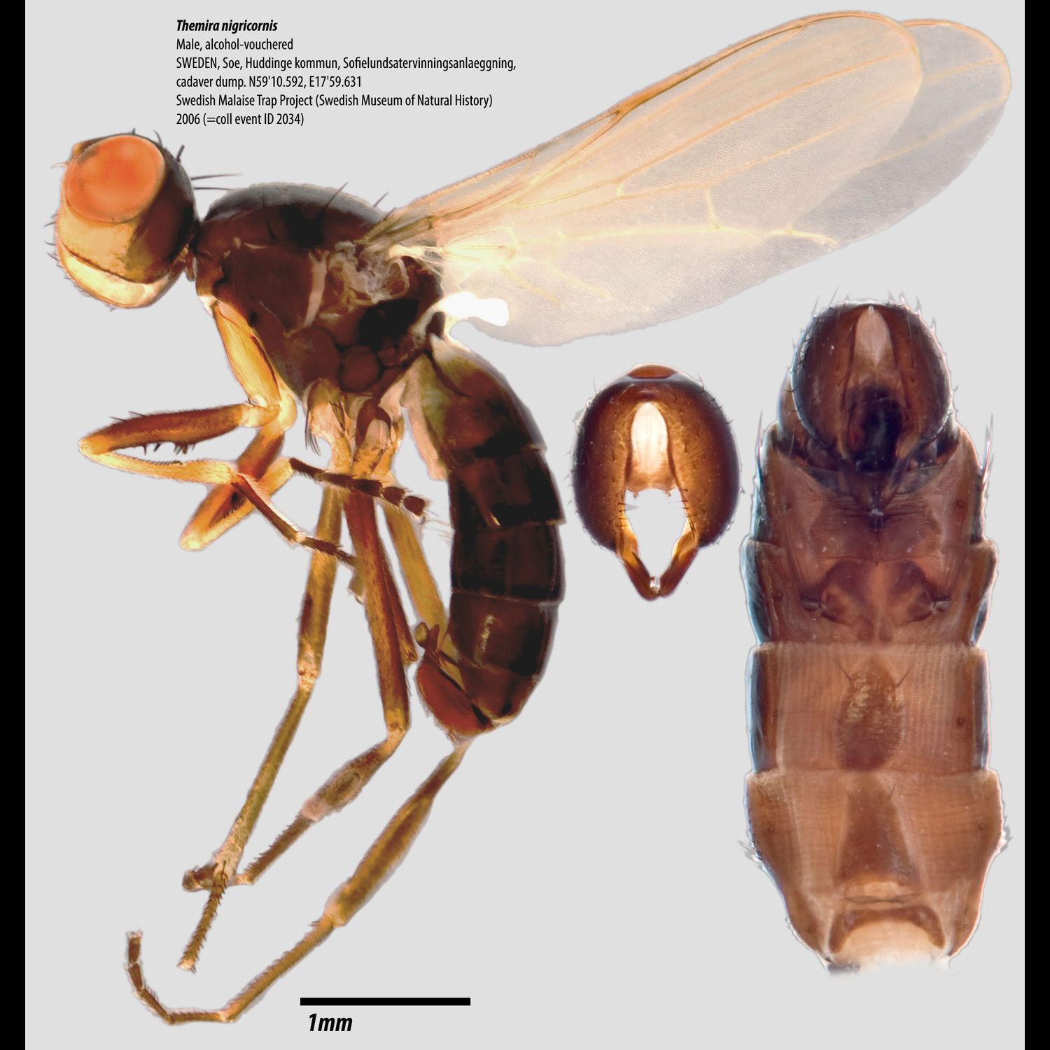 Specimen Photo Medium Resolution