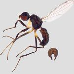 Sepsidae-000276-sapaensis