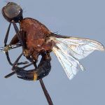 Sepsidae-000182-rufithorax