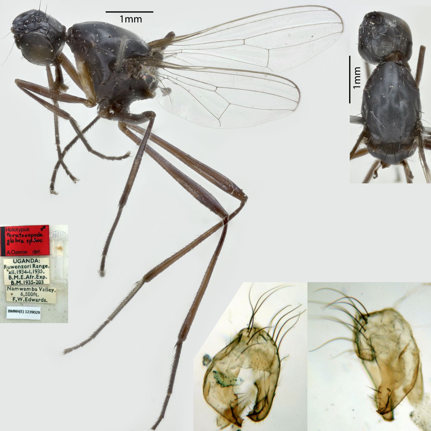 Specimen Photo Medium Resolution