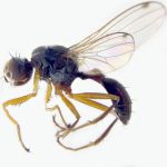 Sepsidae-000254-monostigma