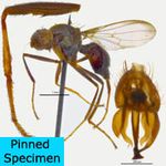 Sepsidae-000159-limbata