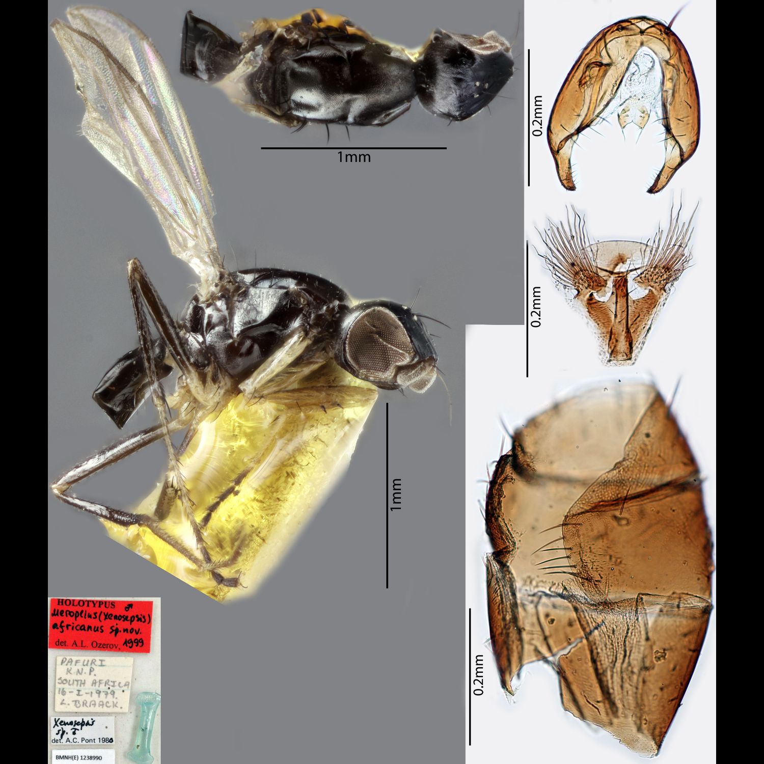 Specimen Photo Medium Resolution