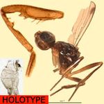 Sepsidae-000242-kiribatensis