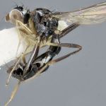 Sepsidae-000017-quadrimaculata