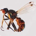 Sepsidae-000265-orthocnemis