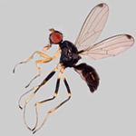 Sepsidae-000146-bucki