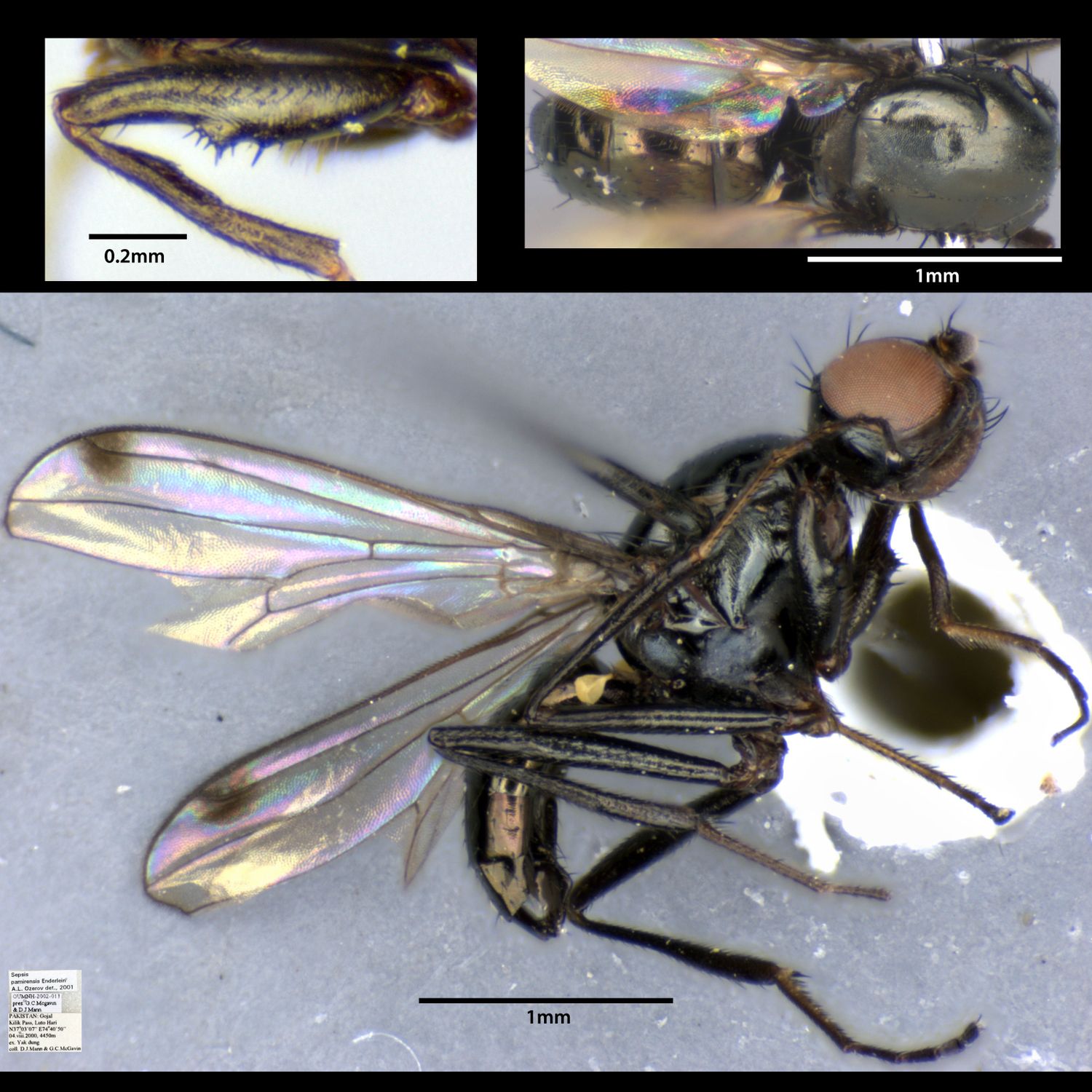 Specimen Photo Medium Resolution