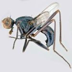 Sepsidae-000189-villicoxa