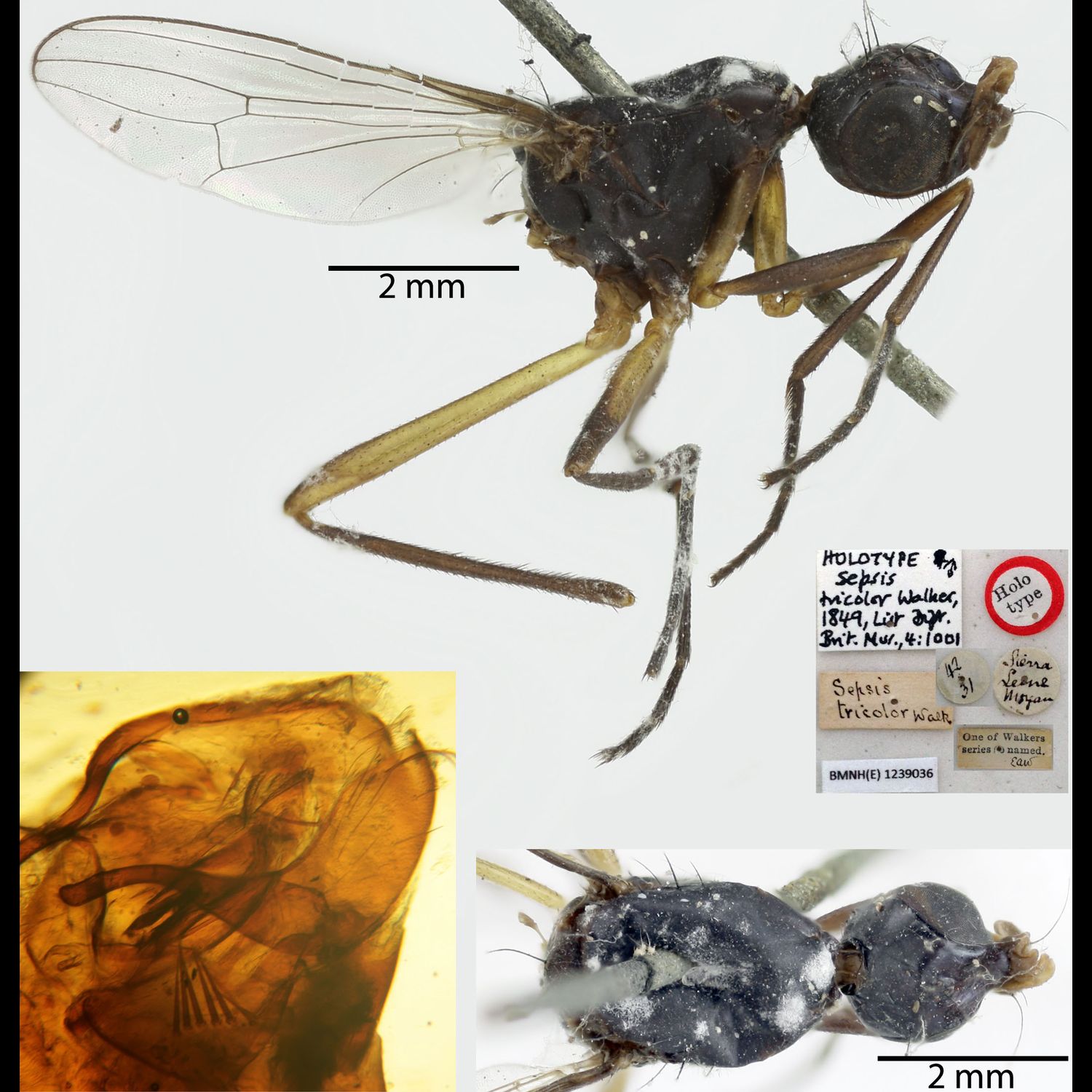 Specimen Photo Medium Resolution