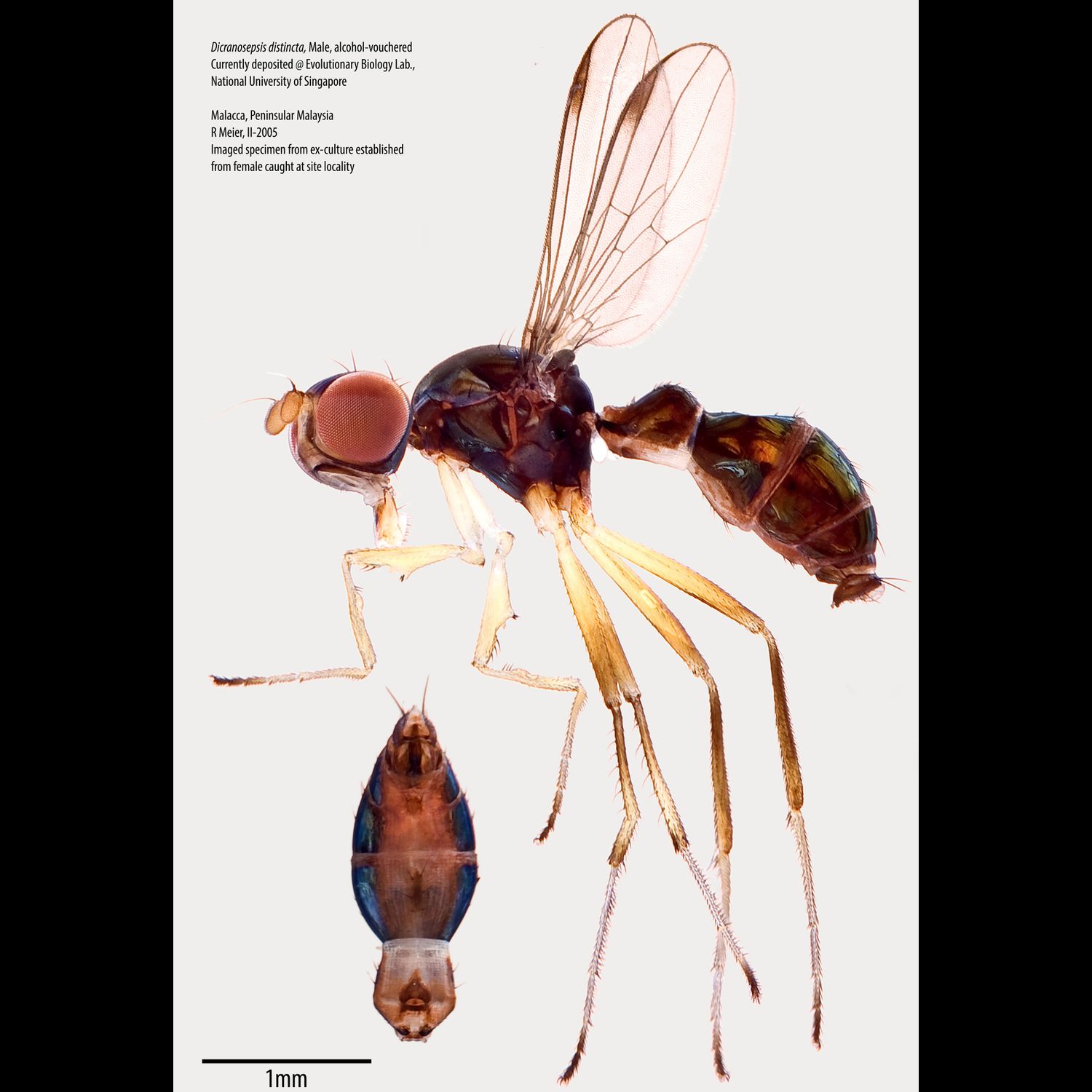 Specimen Photo Medium Resolution