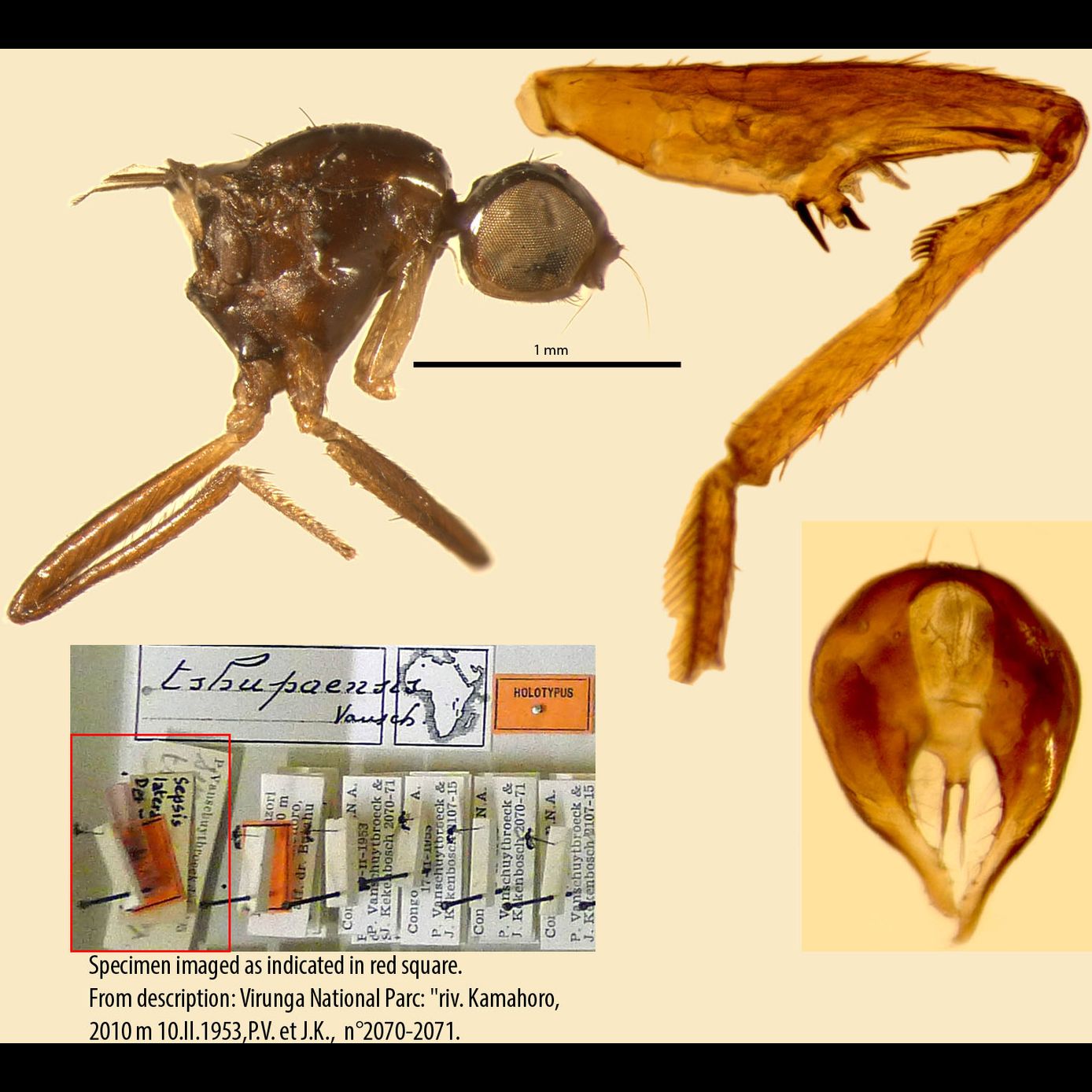 Specimen Photo Medium Resolution