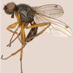 Sepsidae-000275-richterae