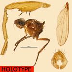 Sepsidae-000255-mwanzaensis