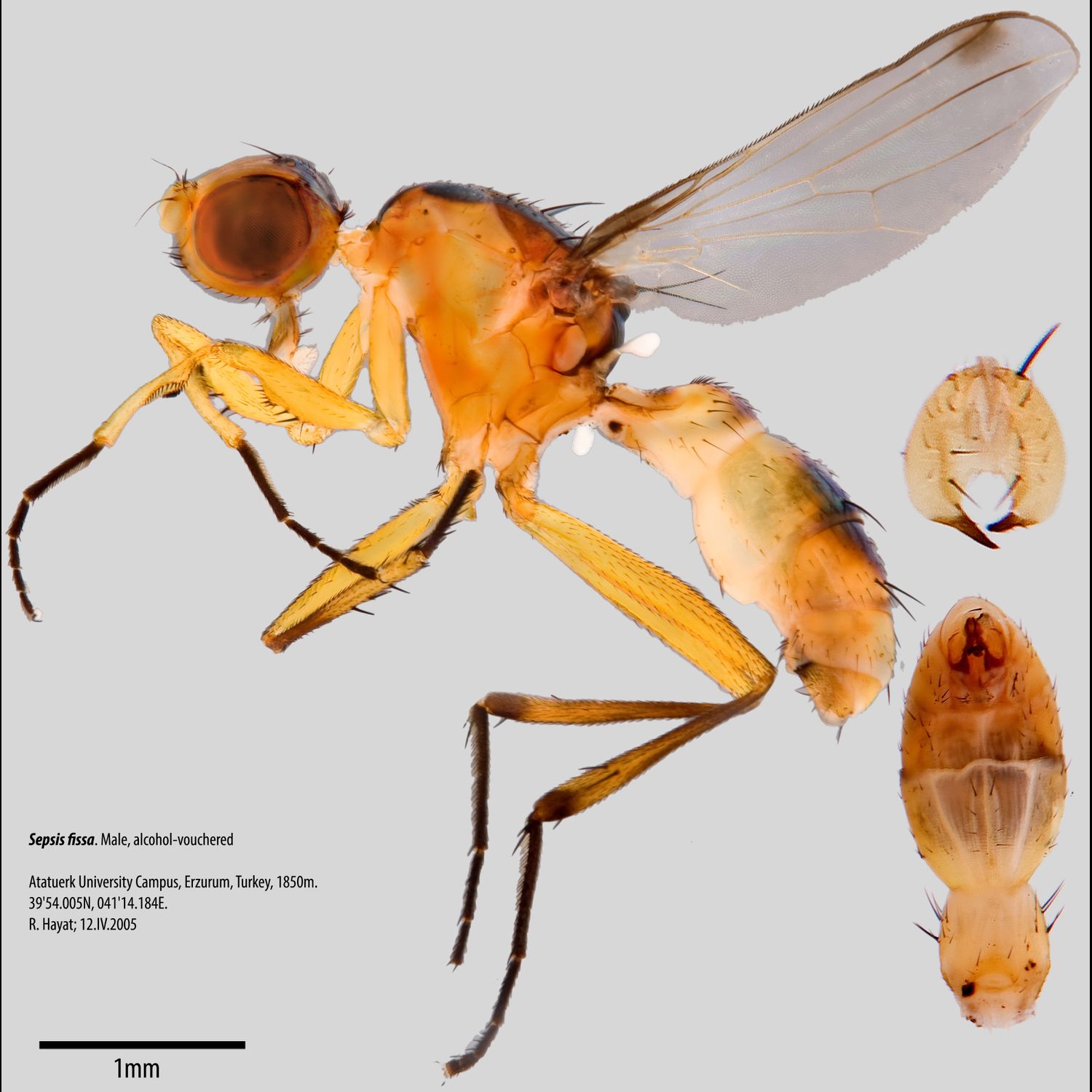 Specimen Photo Medium Resolution