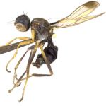 Sepsidae-000158-laffooni