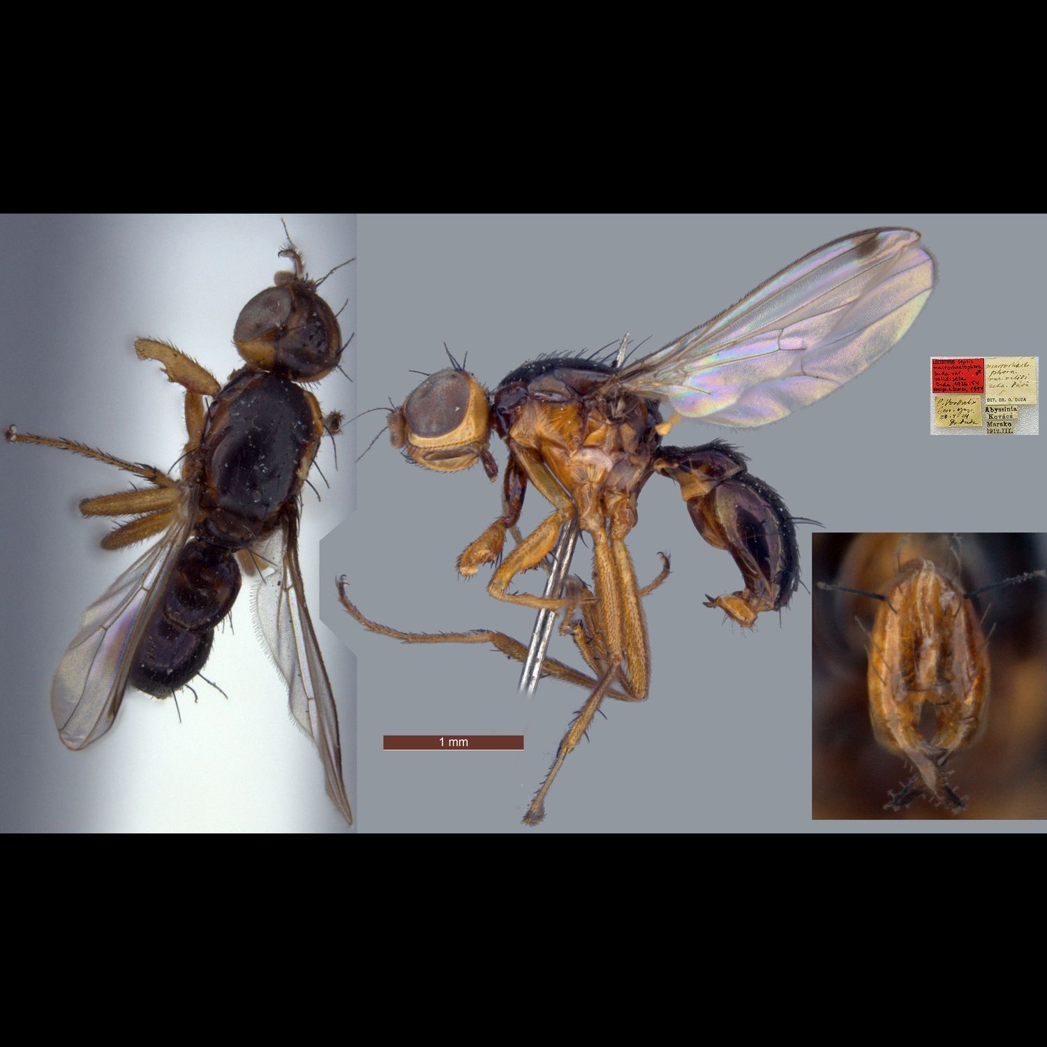 Specimen Photo Medium Resolution