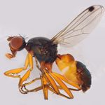 Sepsidae-000273-punctum