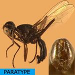 Sepsidae-000171-barbata