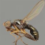 Sepsidae-000095-beckeri