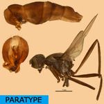 Sepsidae-000349-vanschuytbroecki