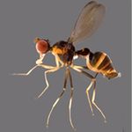 Sepsidae-000039-pseudonotosa