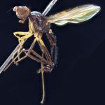 Sepsidae-000097-cordylophorus