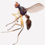 Sepsidae-000046-bicolor