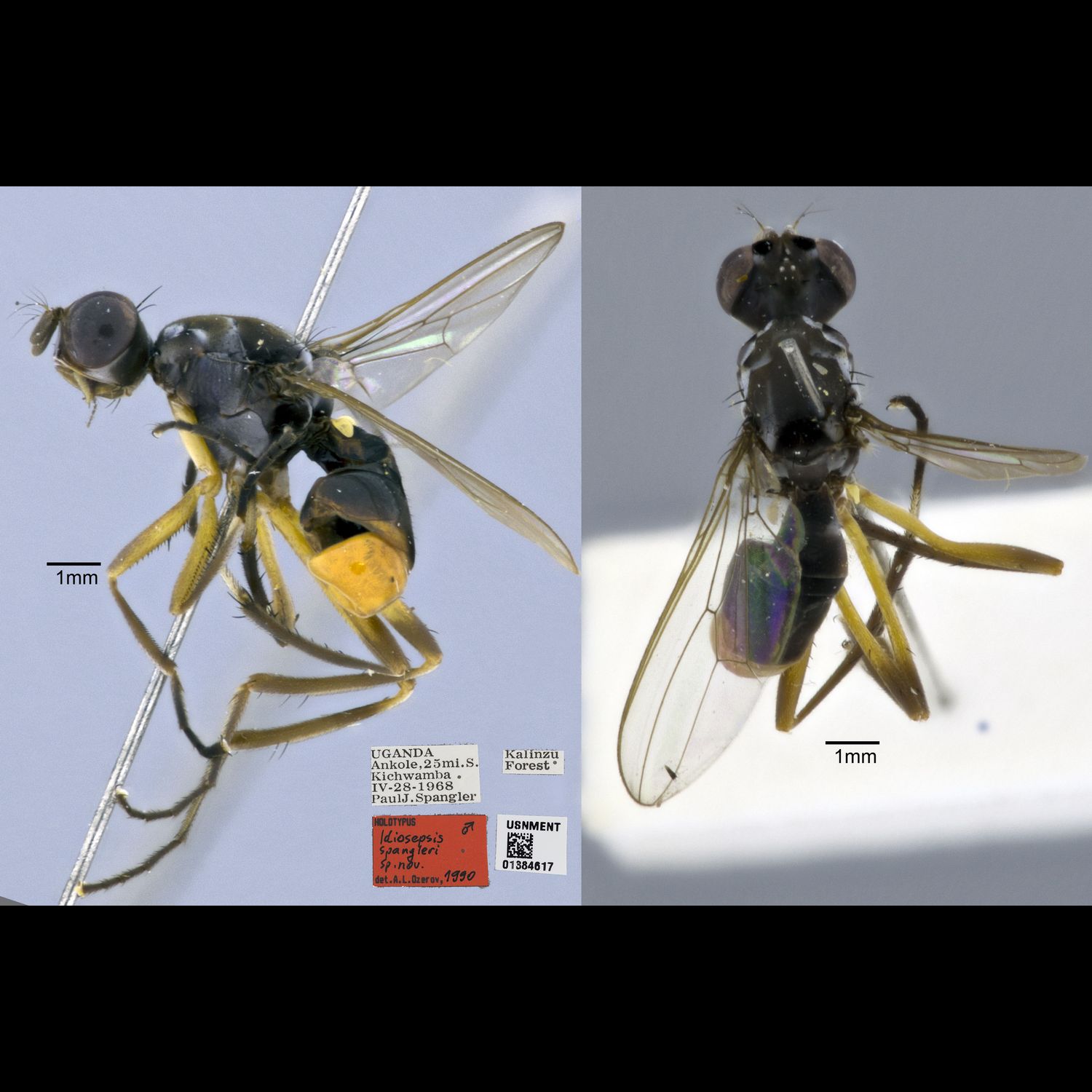 Specimen Photo Medium Resolution