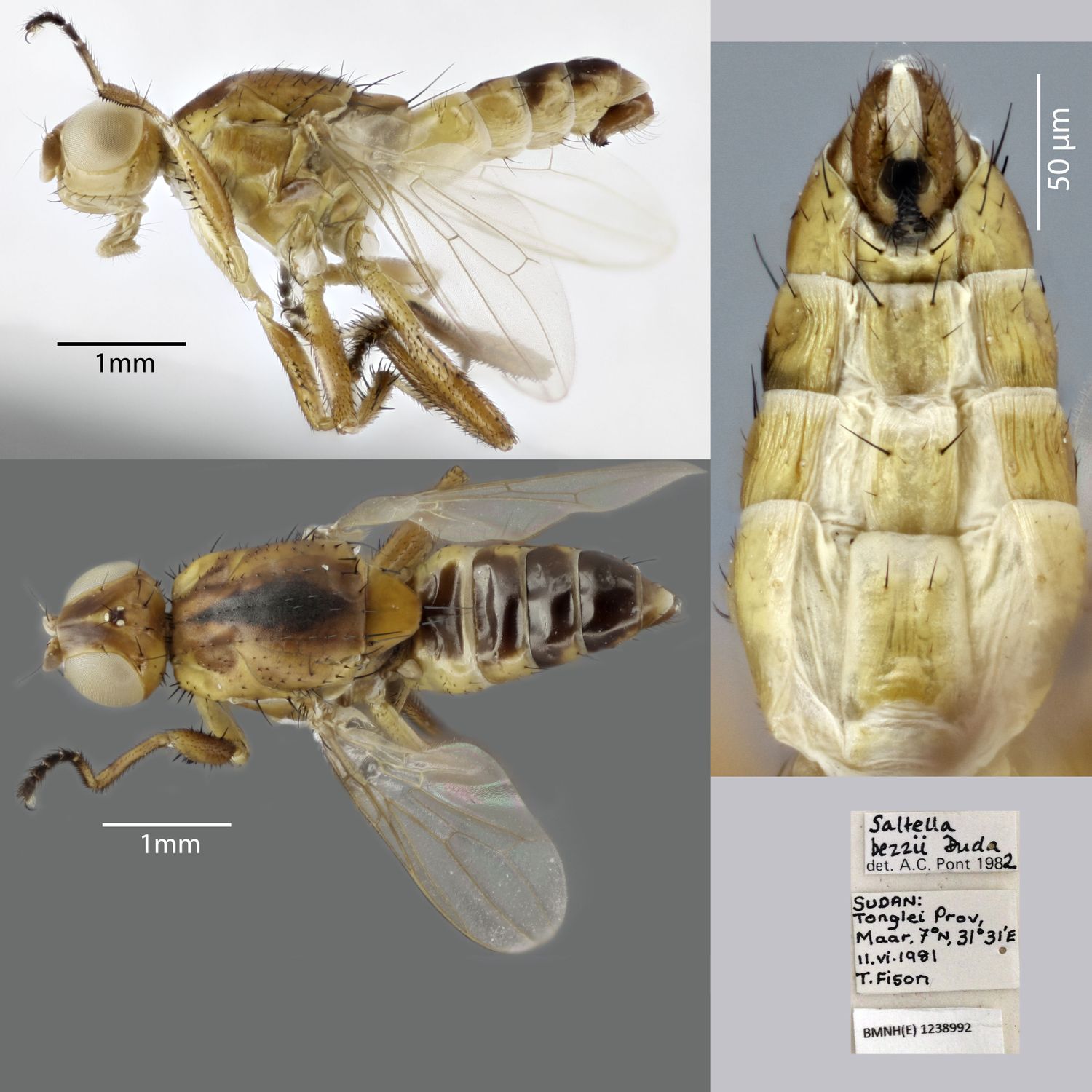 Specimen Photo Medium Resolution