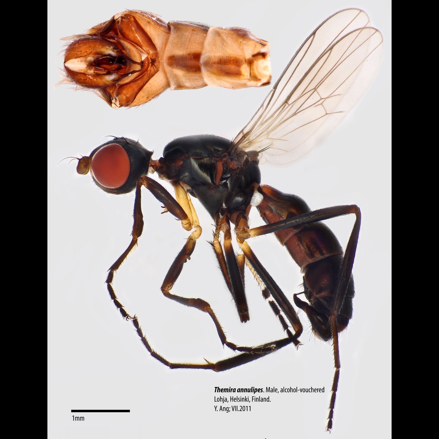 Specimen Photo Medium Resolution