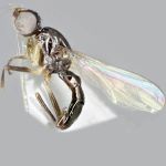 Sepsidae-000106-latispinifer