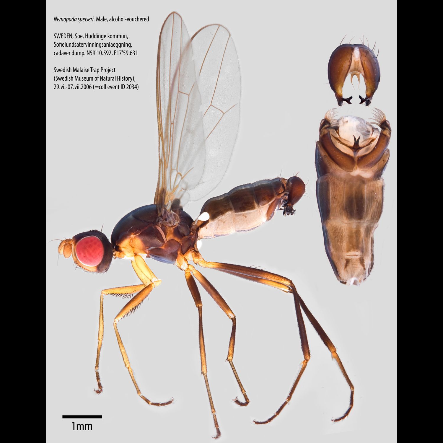 Specimen Photo Medium Resolution