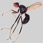 Sepsidae-000032-priapus