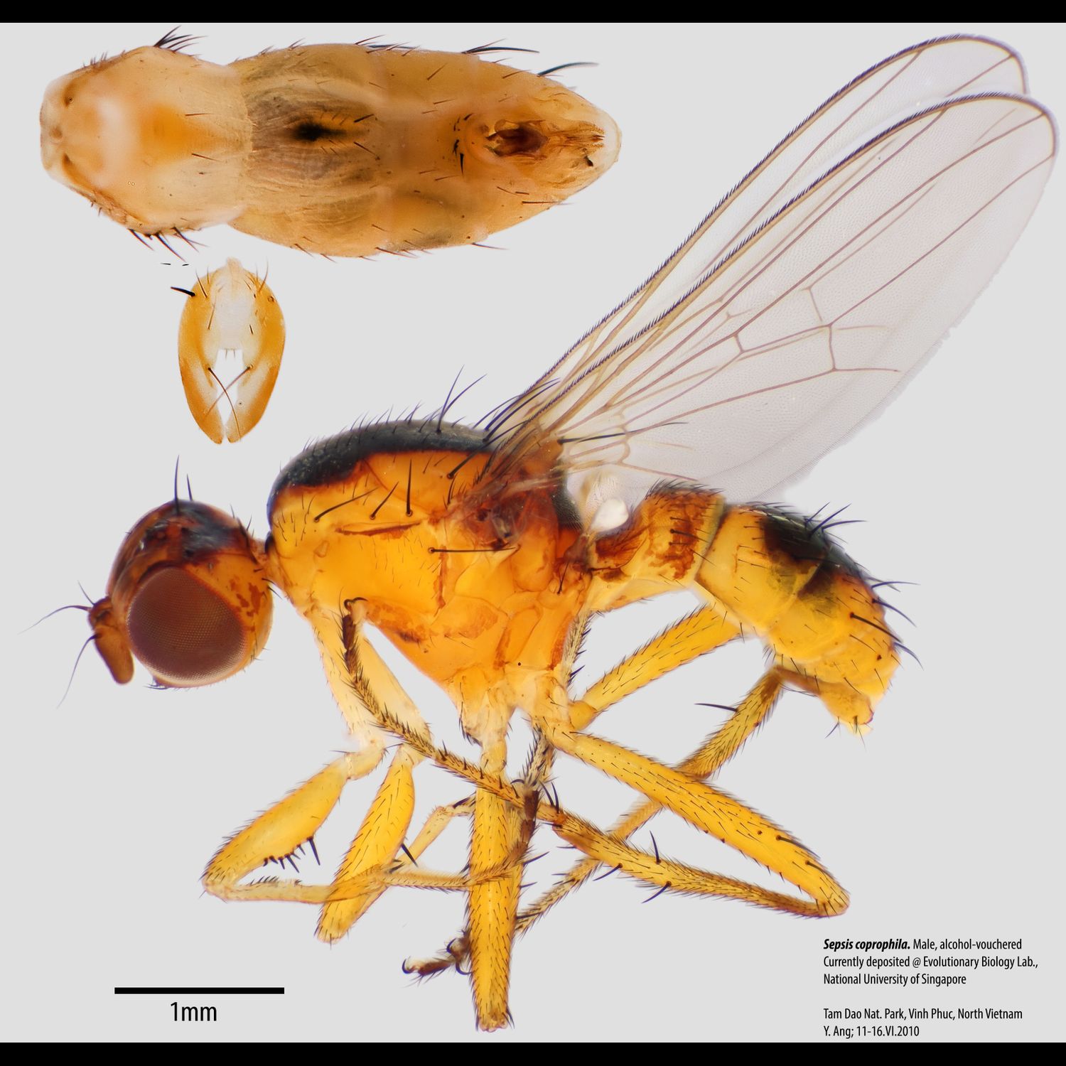 Specimen Photo Medium Resolution