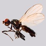 Sepsidae-000319-pusilla