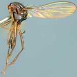 Sepsidae-000282-sternopleuralis