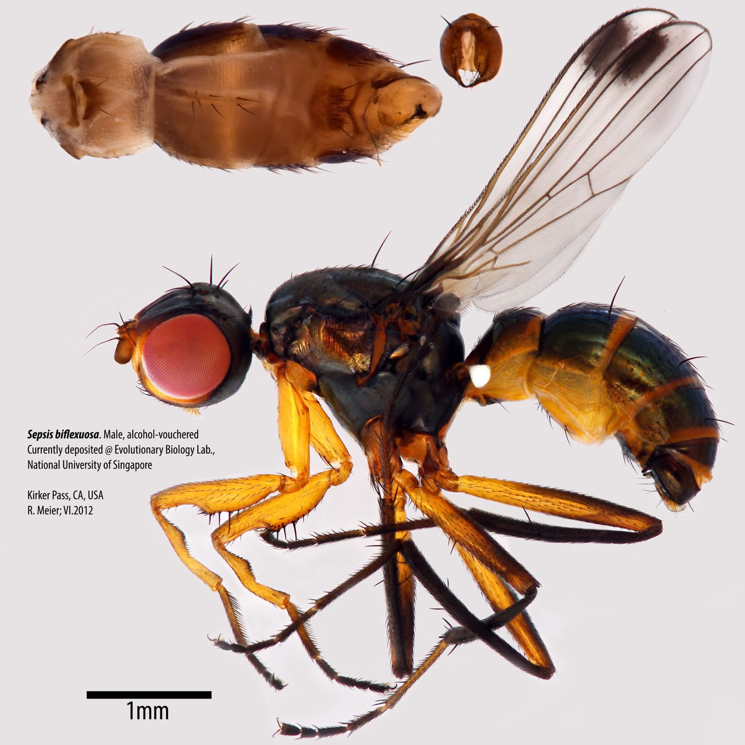 Specimen Photo Medium Resolution