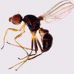 Sepsidae-000123-furcata