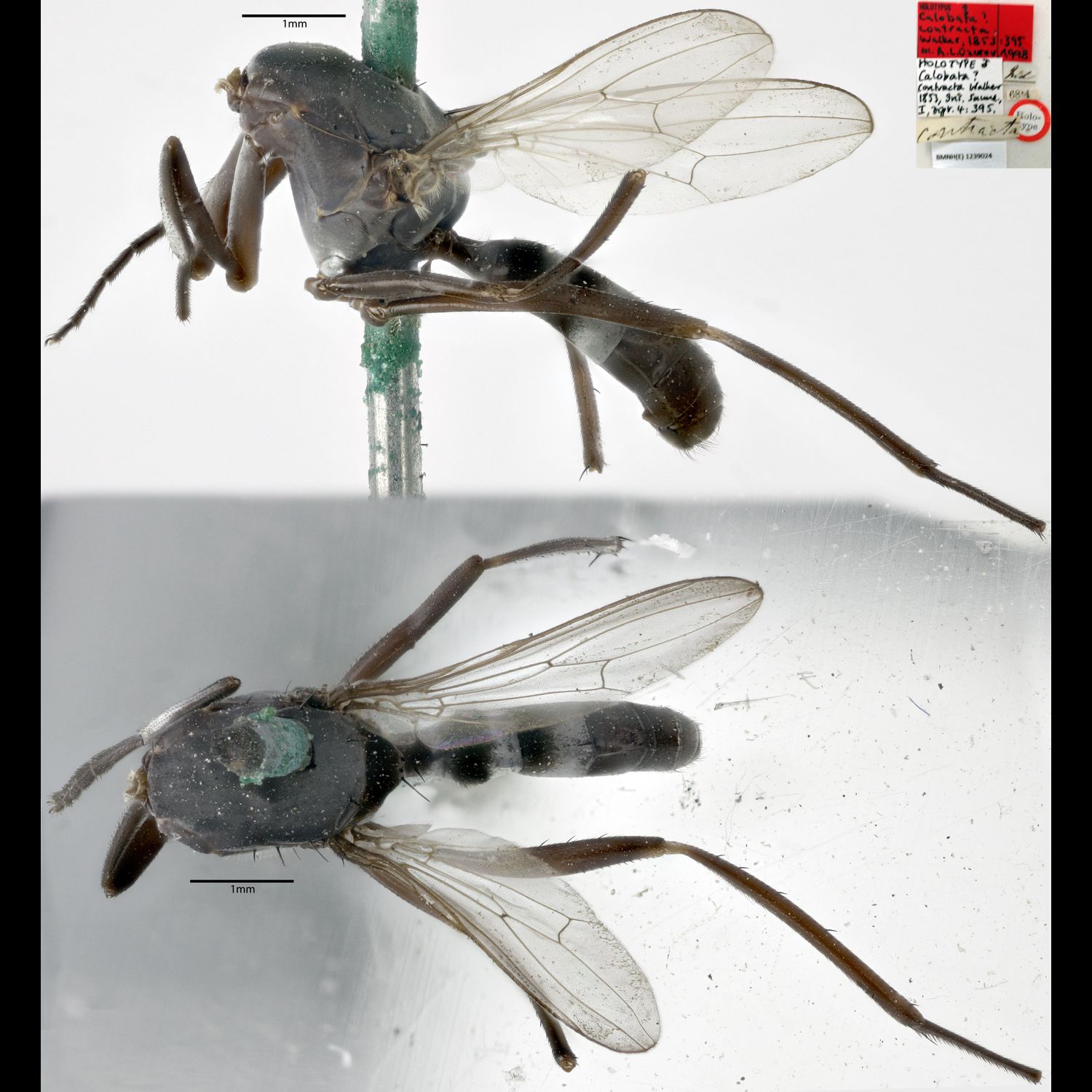 Specimen Photo Medium Resolution