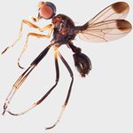 Sepsidae-000155-apicalis