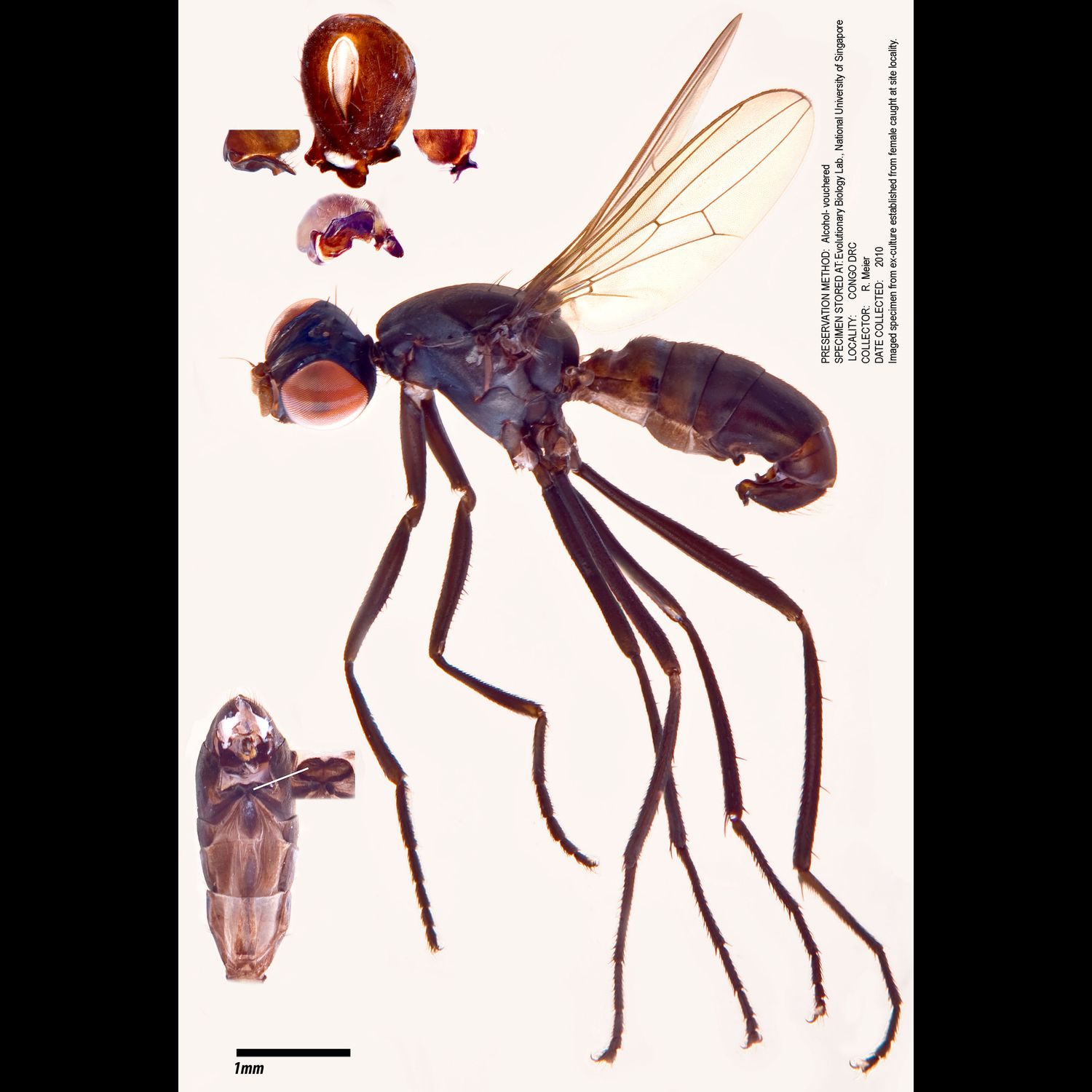 Specimen Photo Medium Resolution