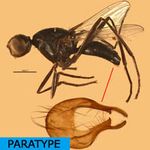 Sepsidae-000190-zuskai