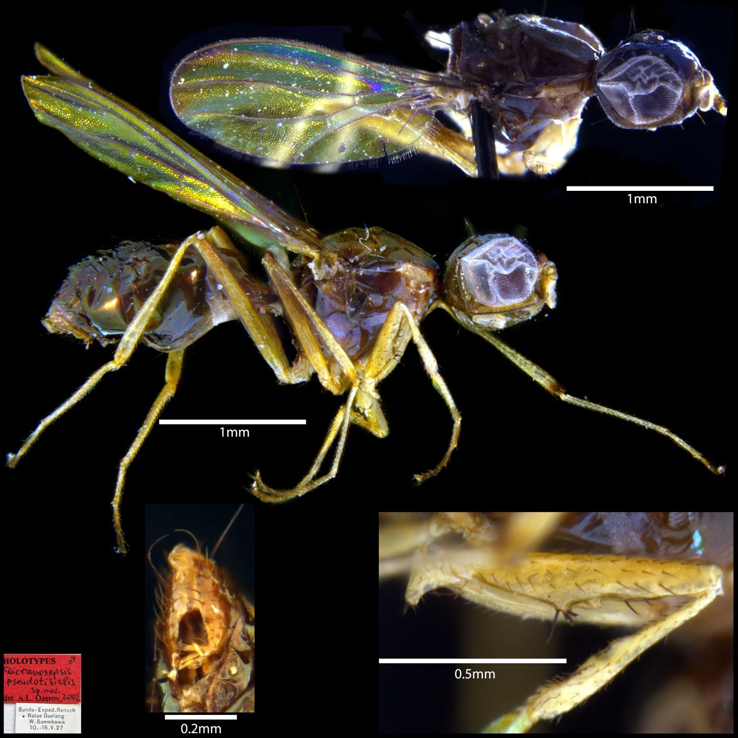 Specimen Photo Medium Resolution