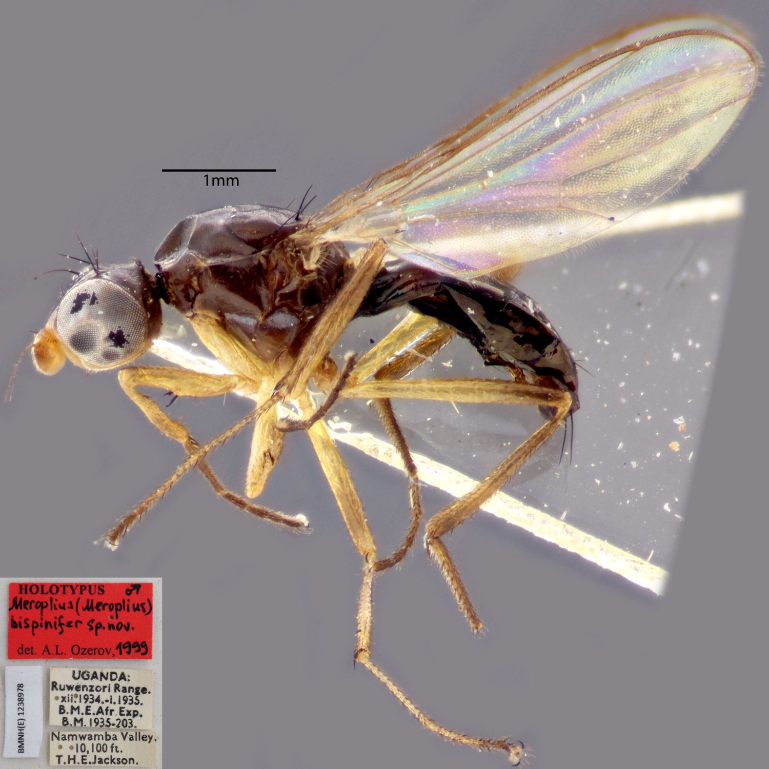 Specimen Photo Medium Resolution