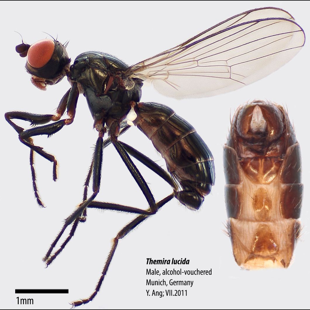 Specimen Photo Medium Resolution